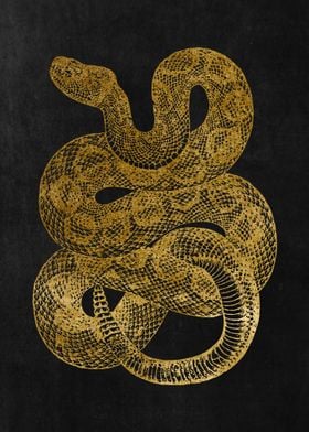 Gold Rattlesnake Snakes