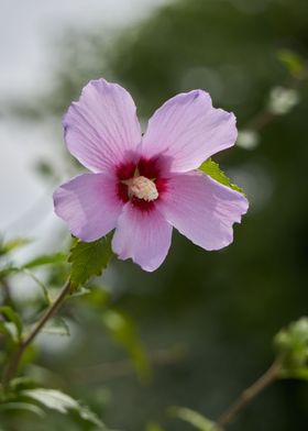 hibiscus in bloom in the g