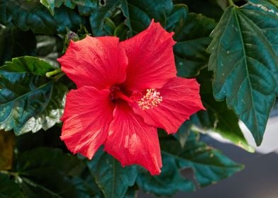 hibiscus in bloom in the g