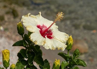 hibiscus in bloom in the g