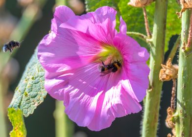 hibiscus in bloom in the g