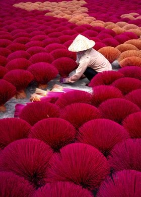 Pink Grass Of Asia 1