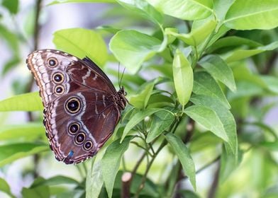 Butterflies