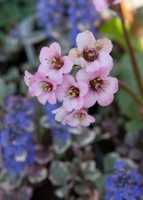 flower in the garden