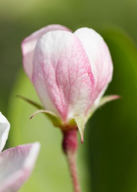 flower in the garden