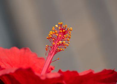 hibiscus in bloom in the g