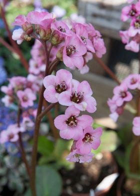 flower in the garden