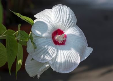 hibiscus in bloom in the g