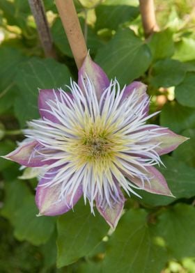 flower in the garden