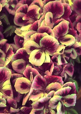 geranium in bloom 