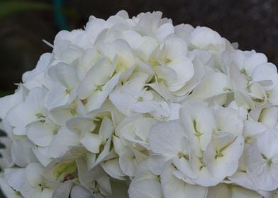 hydrangea in bloom in spri