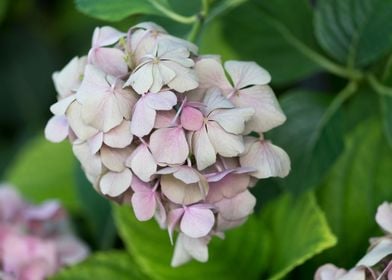 hydrangea in bloom in spri