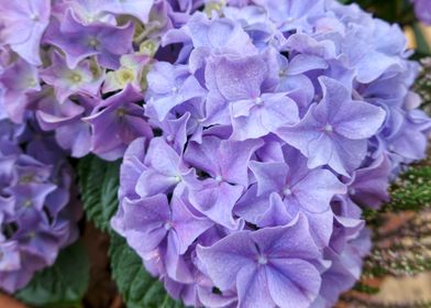 hydrangea in bloom in spri