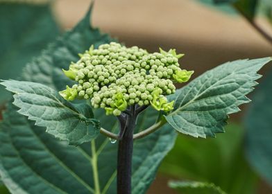 hydrangea in bloom in spri