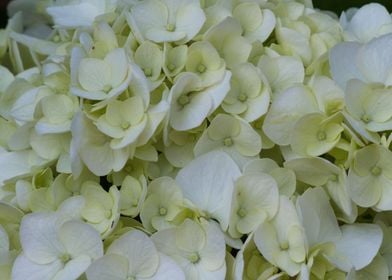 hydrangea in bloom in spri