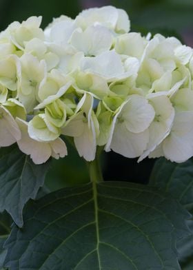 hydrangea in bloom in spri