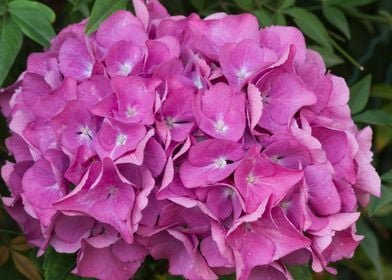 hydrangea in bloom in spri