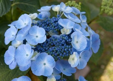 hydrangea in bloom in spri