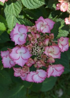 hydrangea in bloom in spri