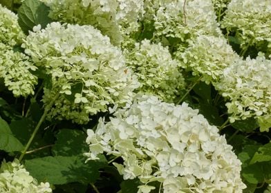 hydrangea in bloom in spri