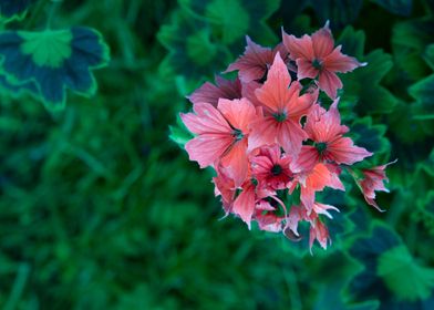 geranium in bloom