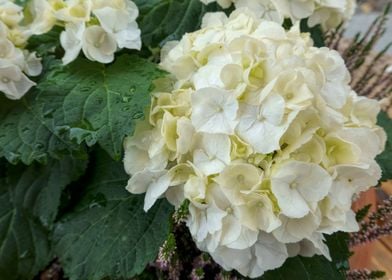 hydrangea in bloom in spri