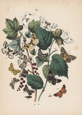 Vintage Butterfly