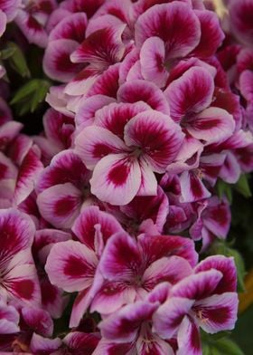 geranium in bloom