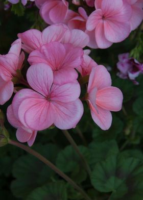 geranium in bloom 