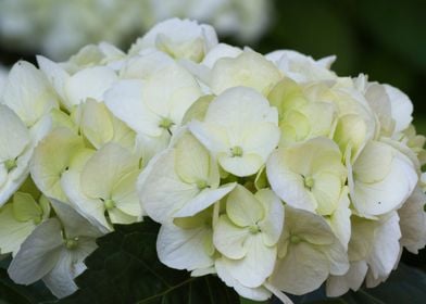 hydrangea in bloom in spri