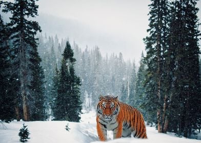 Winter Siberian Tiger