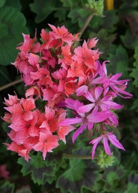 geranium in bloom 