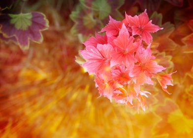 geranium in bloom