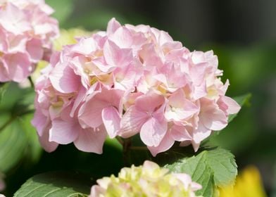 hydrangea in bloom in spri