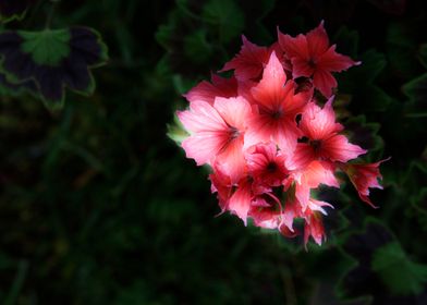 geranium in bloom