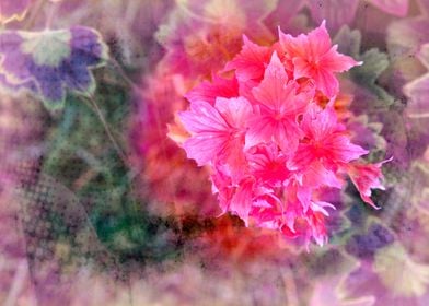 geranium in bloom 