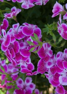 geranium in bloom 