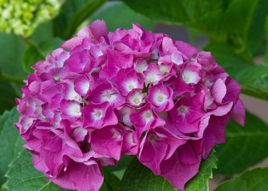 hydrangea in bloom in spri