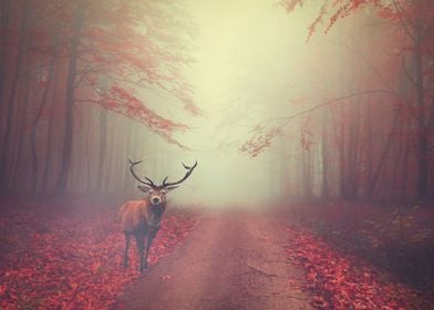 Deer Fantasy Forest