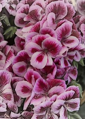 geranium in bloom