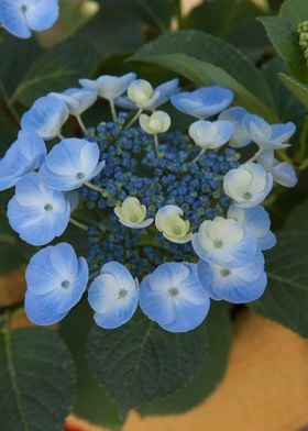 hydrangea in bloom in spri