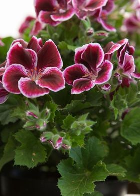 geranium in bloom