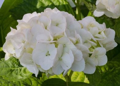 hydrangea in bloom in spri