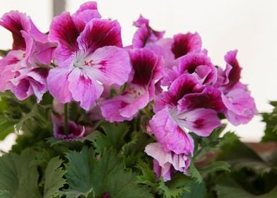 geranium in bloom 