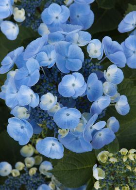 hydrangea in bloom in spri