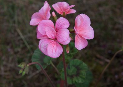 geranium in bloom