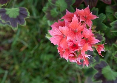 geranium in bloom 