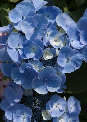 hydrangea in bloom in spri