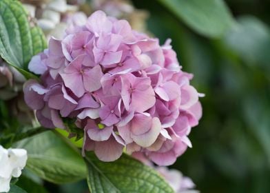 hydrangea in bloom in spri