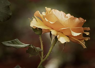 yellow rose in the garden